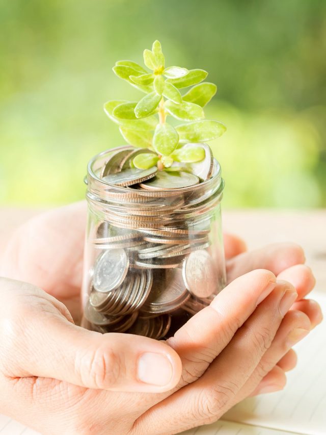 money plant growing tips