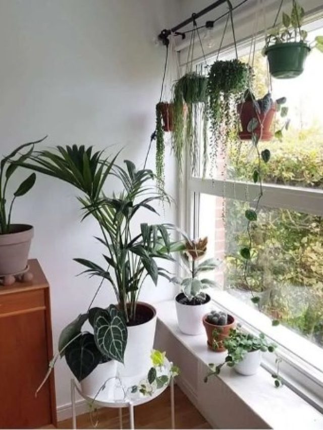 Green plants hanging